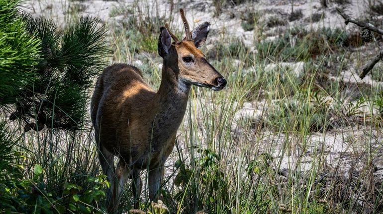 A deer near the Fire Island Lighthouse in August. State...