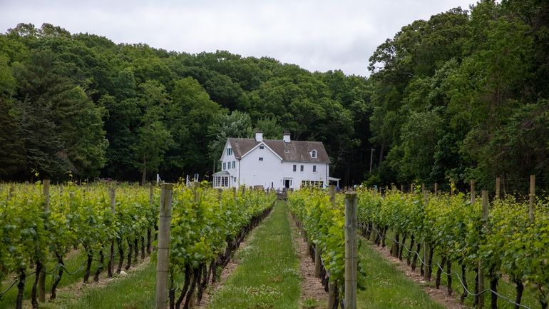 Grape vines line the property at Harmony Vineyards in St....