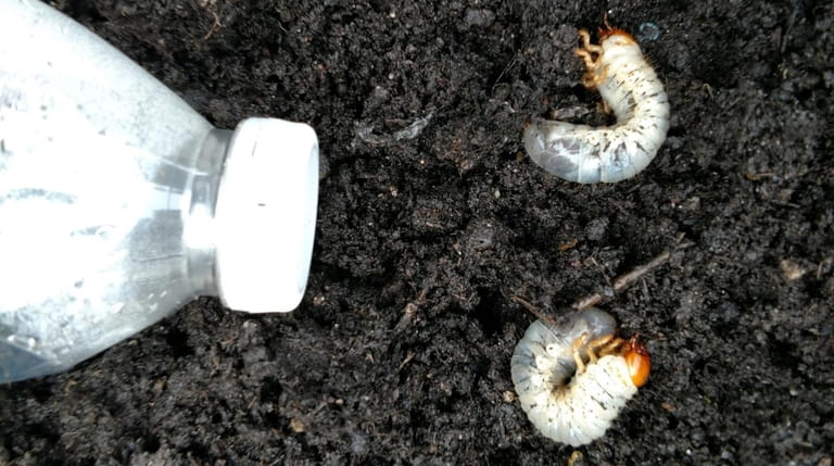 Grubs found in reader Laura Devito's patio planters in East...
