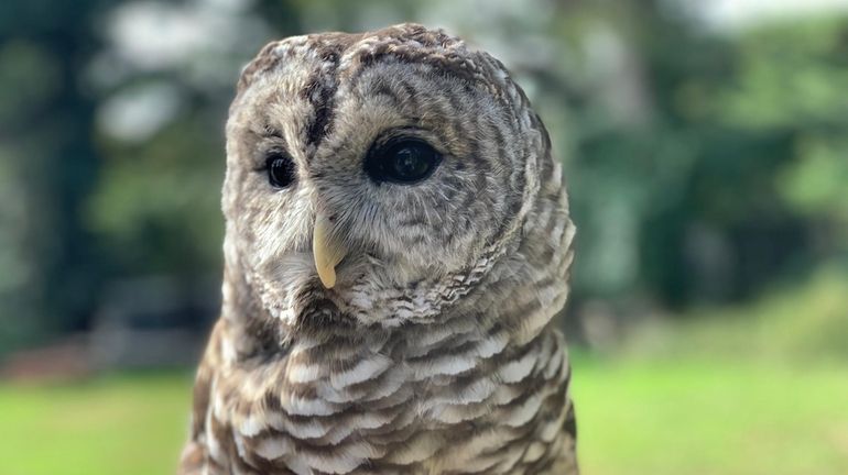 Field experiments show that shooting barred owls, like the one...