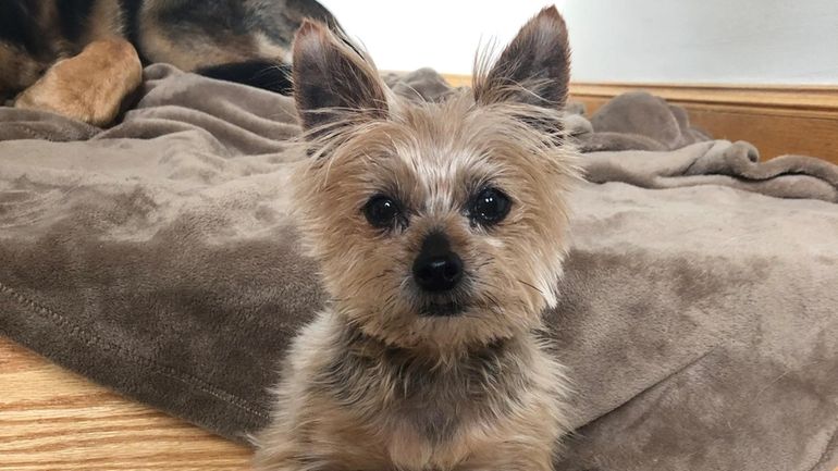 Mocha, a 9-year-old Yorkie who died after being kicked during an...