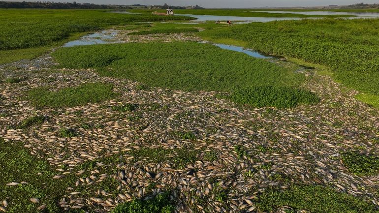 Thousands of dead fish lie on the banks of the...