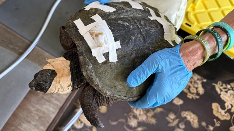 Karen Testa, Turtle Rescue of the Hamptons Founder, with an...