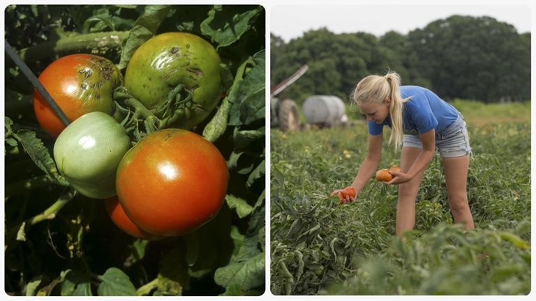 Kyle Cooper looks for ripe tomatoes at Cooper's Farm in...