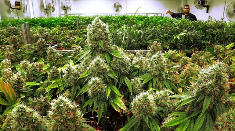Marijuana plants a few weeks away from harvest in a...