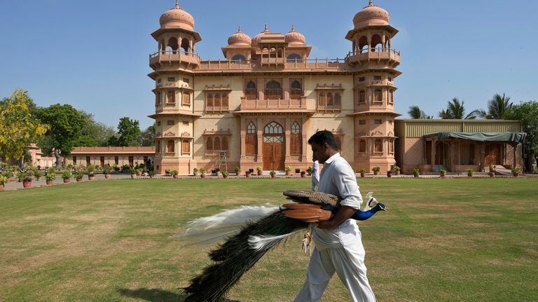 A worker moves a peacock from the lawn of historical...