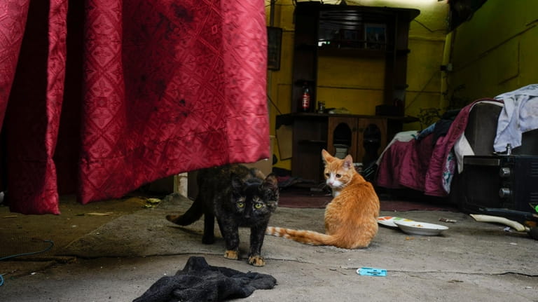 The cats of Victoria Azevedo stand inside her improvised home...