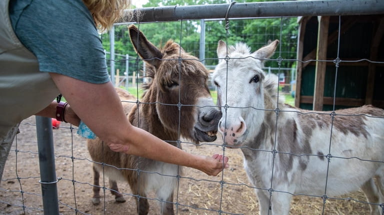 See donkeys and more animals at the Long Island Game Farm...