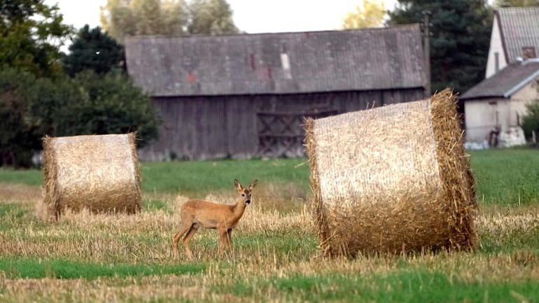 A dear stands by hay bales in a field in...