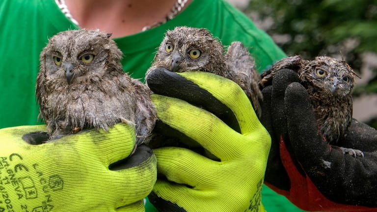 A municipal worker holds owlets rescued from a fallen tree...