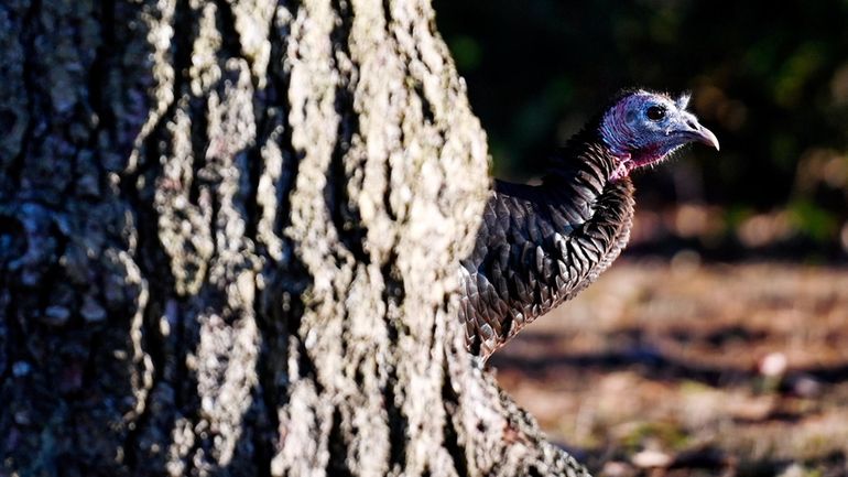 A wild turkey peeks from behind a tree in Bellport...