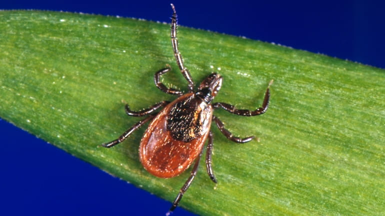 A blacklegged tick, also known as a deer tick.