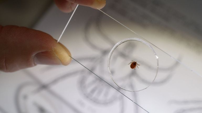 Deer ticks, such as the one seen here, can transmit...