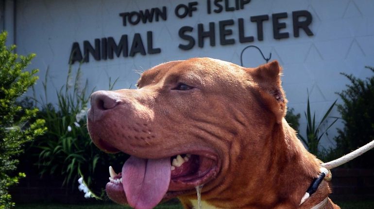 Two year old Pit Bull "King Kong" in front of...