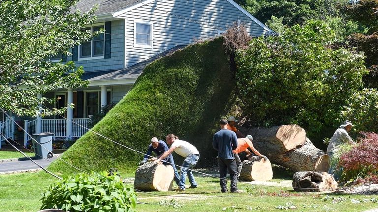 A lawn clings to the roots of a large downed tree...