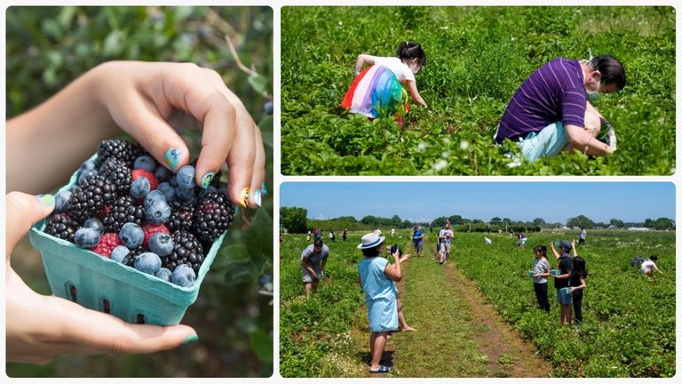 Clockwise, a freshly-picked pint of blueberries, raspberries and blackberries; people...