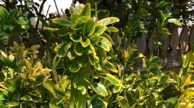 An abnormal growth called a fasciation on a golden euonymus...