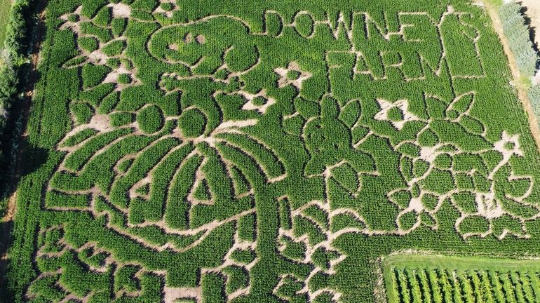 This undated image released by Downey's Farm shows a corn...