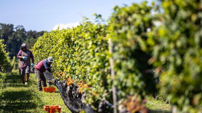 Harvest time at Bedell Cellars in Cutchogue.