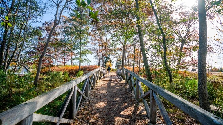 Fall foliage at Bayard Cutting Arboretum in Great River.