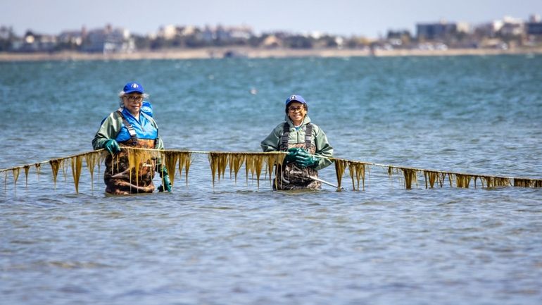 Beverly Gwathney and Danielle Hopson Begun of Shinnecock Kelp Farm display a sugar kelp...