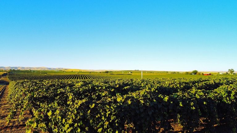 A vineyard in the lower Yakima Valley near Zillah, Washington. 