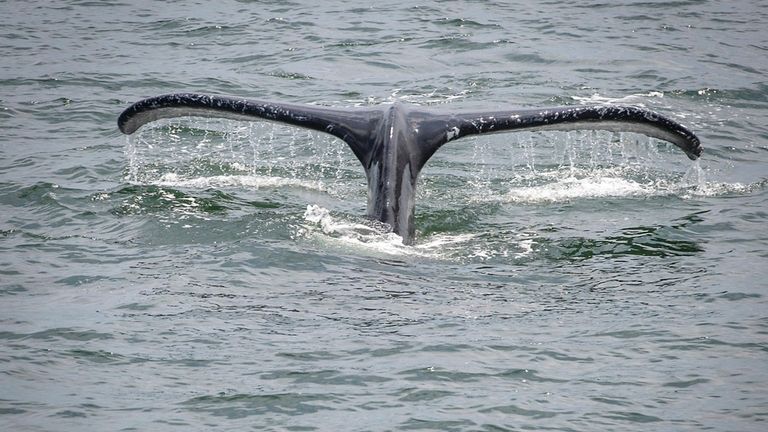 A humpback whale viewed from the Atlantic Pearl in the...