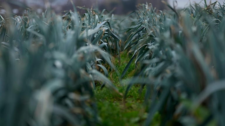 Leeks grow in a field in West Flanders, Belgium, Wednesday,...