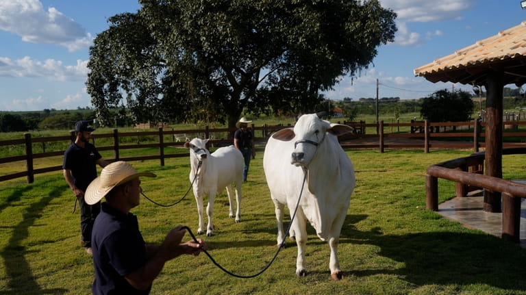 A stockman holds the leash of a cow named Viatina-19,...