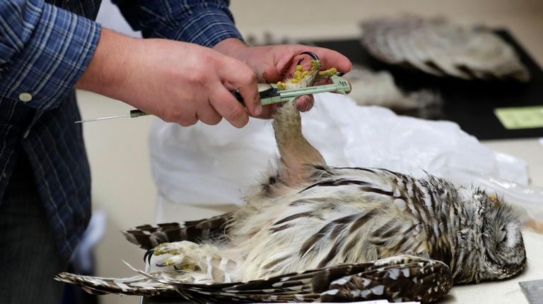 Wildlife technician Jordan Hazan records data from a male barred...