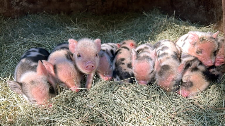 Piglets huddle together on the Winding Branch Ranch in Bulverde,...