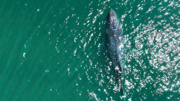 In this aerial photo provided by The Whale Museum taken...