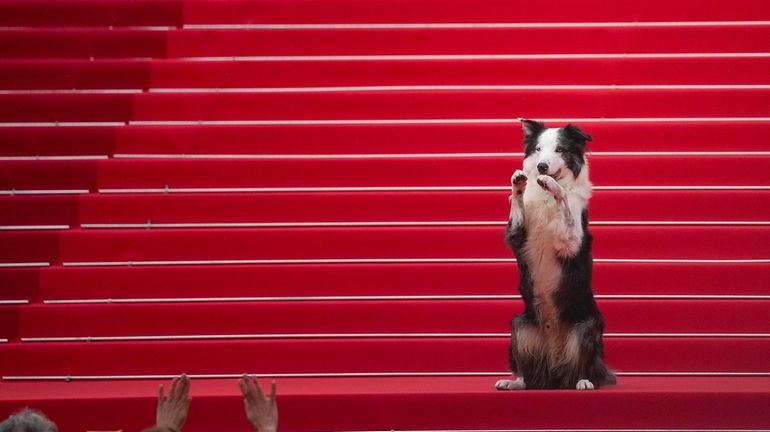 Messi the dog poses for photographers upon arrival at the...