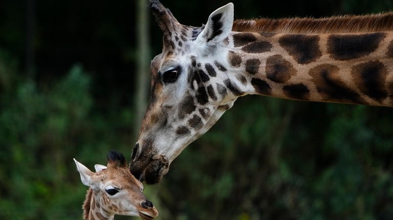 Emily a new born Rothschild's Giraffe, born on Aug. 11,...