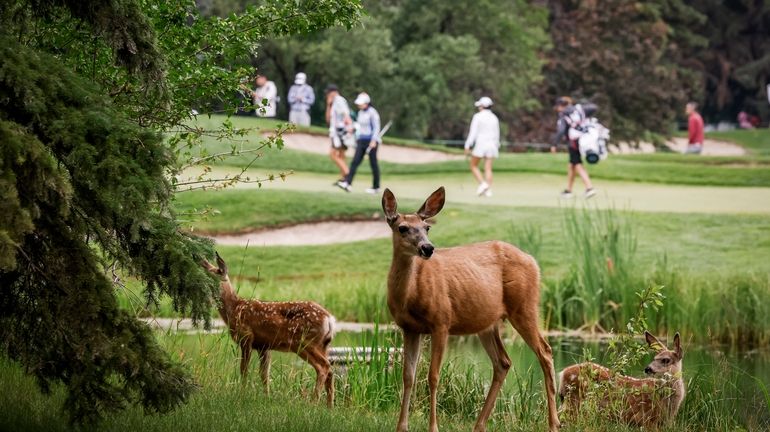 A mule deer doe and her two fawns graze as...