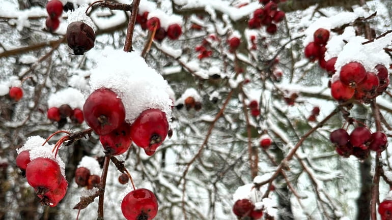 Snow clings to berries on a tree, Monday Dec. 4,...