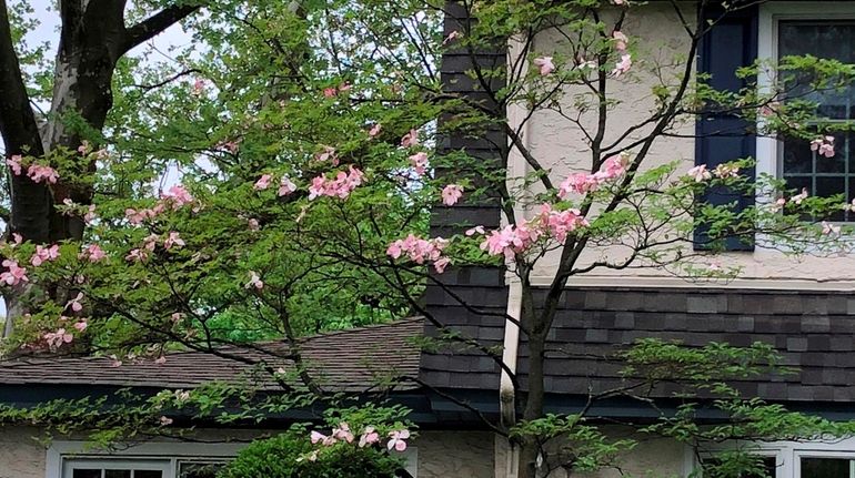 Dogwood tree with sparse blooms.