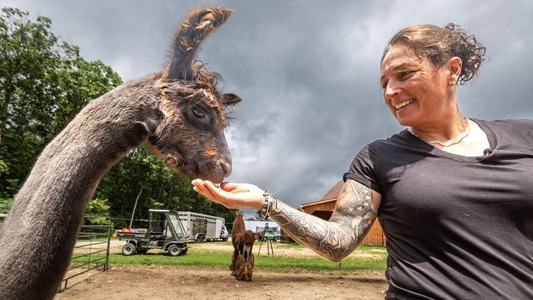 Tabbethia Haubold's shearing business brings her up and down the...