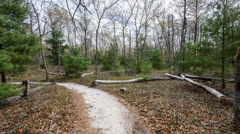 A scene along the Northwest Path in East Hampton May...