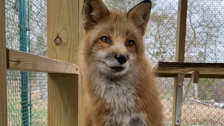 Keela, an American red fox, has been a resident at...