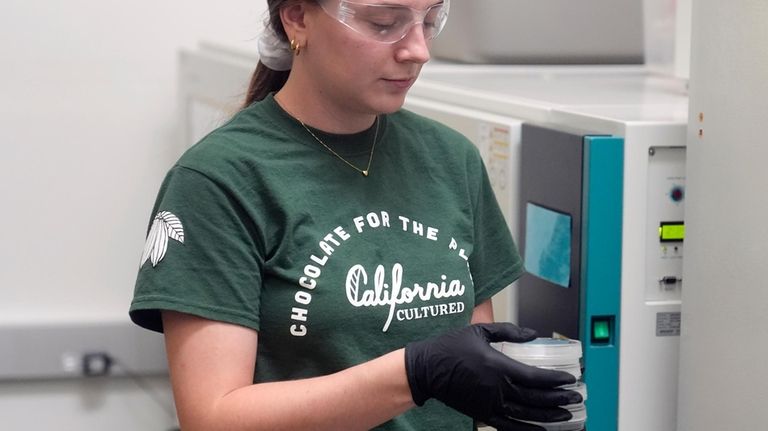 California Cultured lab technician Aubrey McKeand works on cell cultures...