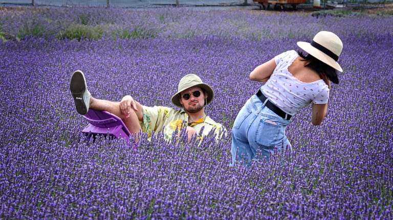 Matthew Astride, of Manhattan, poses among the lavender plants as...