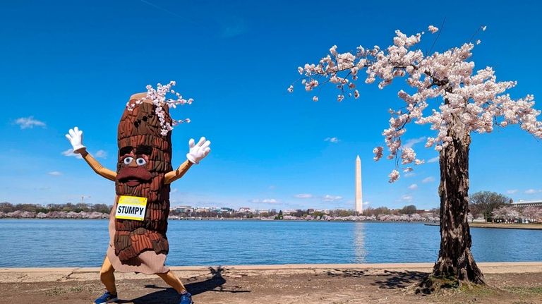 Stumpy the mascot, dances near 'Stumpy' the cherry tree at...