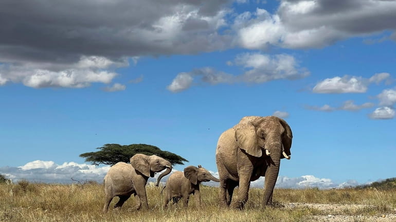 In this undated photo, an African elephant matriarch leads her...