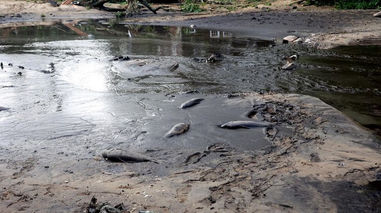 Dead fish were left in Mill Pond in Stony Brook...