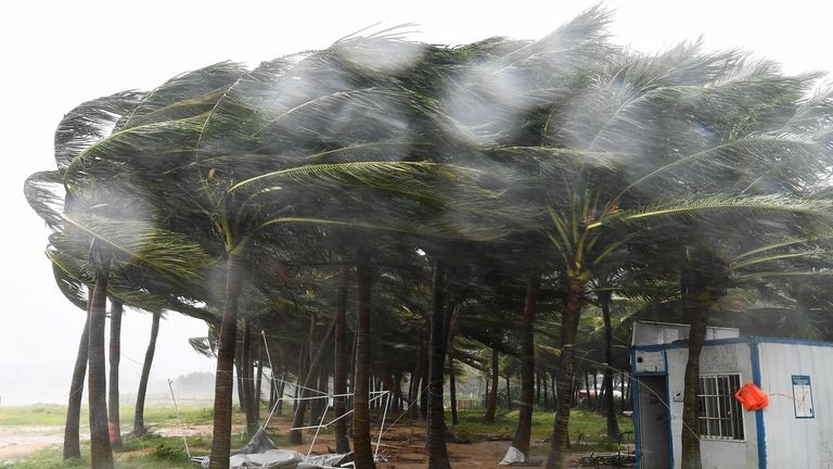 In this photo released by Xinhua News Agency, coconut trees...