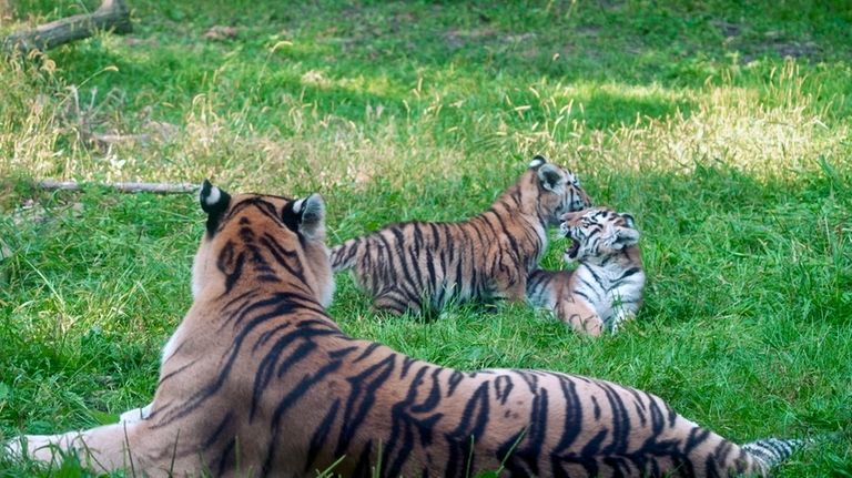 Three-month-old Amur tiger cubs Amaliya and Andrei explored their outdoor...