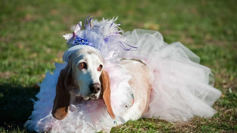 Pretty as a picture, Shelby, a basset hound saved from...