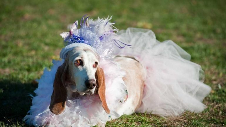 Pretty as a picture, Shelby, a basset hound saved from...