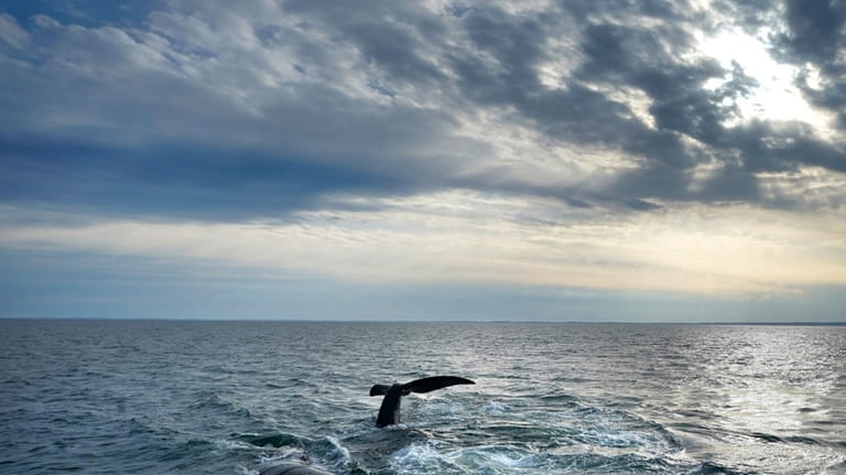 A pair of North Atlantic right whales interact at the...